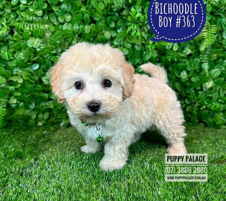 Bichoodle / Poochon (Bichon X Toy Poodle) – Boy