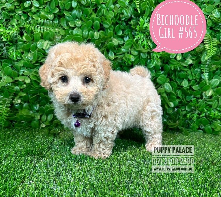 Bichoodle / Poochon (Bichon X Toy Poodle) – Girl