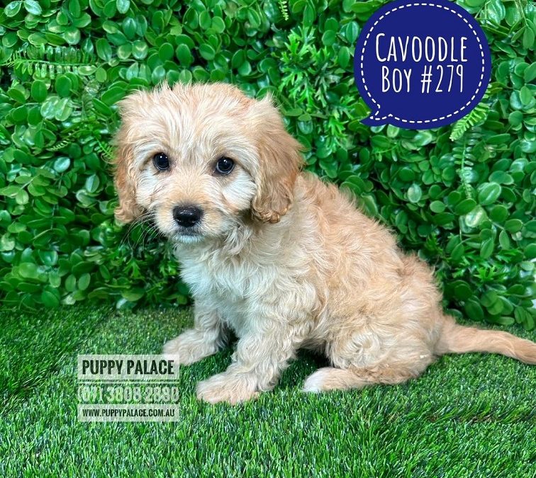 Cavoodle (Cavalier X Poodle) Puppy – Boy.