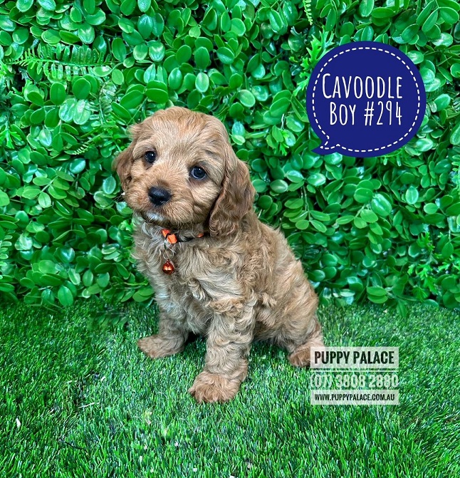 Toy Cavoodle / Cavapoo (Cavalier X Toy Poodle) – Boy.