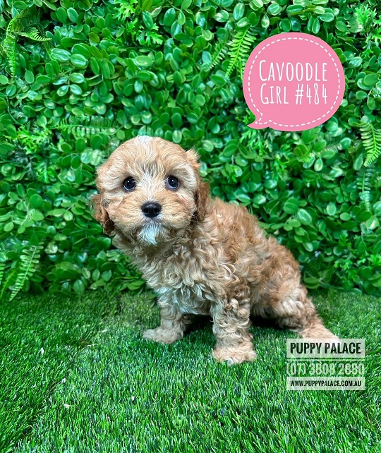 Toy Cavoodle / Cavapoo (Cavalier X Toy Poodle) – Girl.