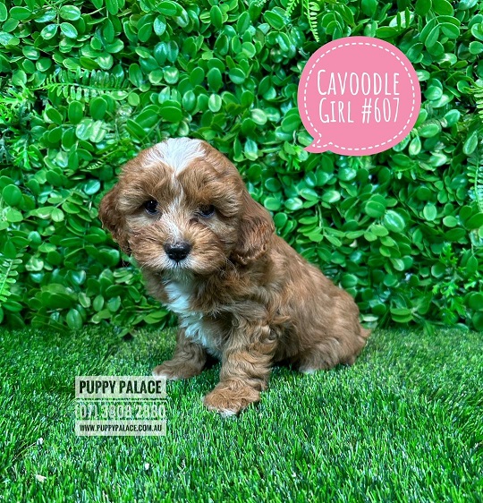 Toy Cavoodle / Cavapoo (Cavalier X Toy Poodle) – Girl. Litter 2