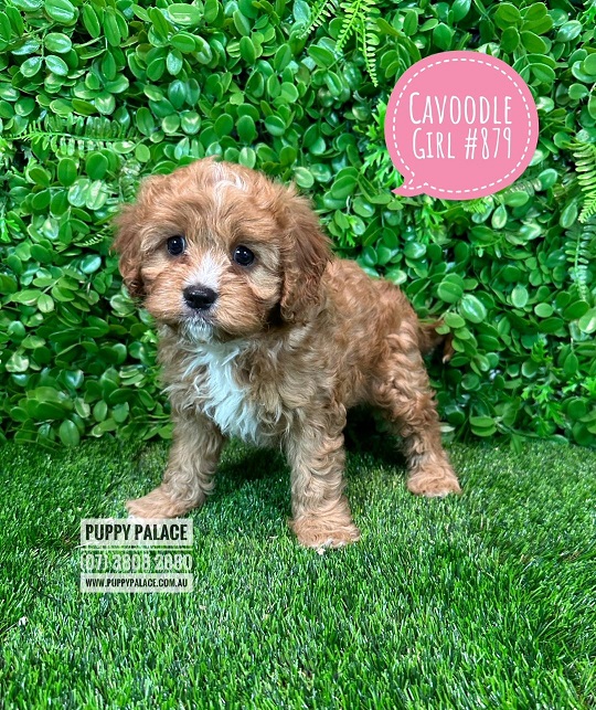 Toy Cavoodle / Cavapoo (Cavalier X Toy Poodle) – Girl. Litter 2