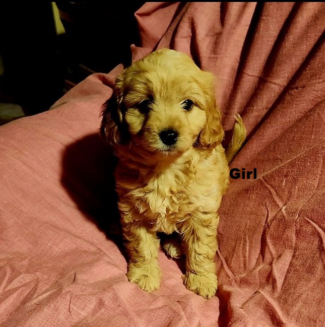 Cavoodle (Cavalier X Toy Poodle) – Girl.  I am arriving into store & Available to go home on 31 October.