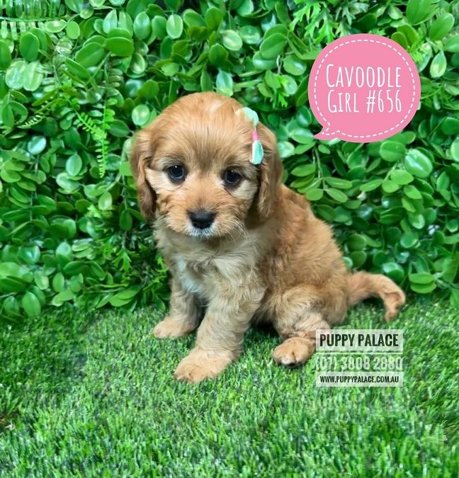 Toy Cavoodle / Cavapoo (Cavalier X Toy Poodle) – Girl