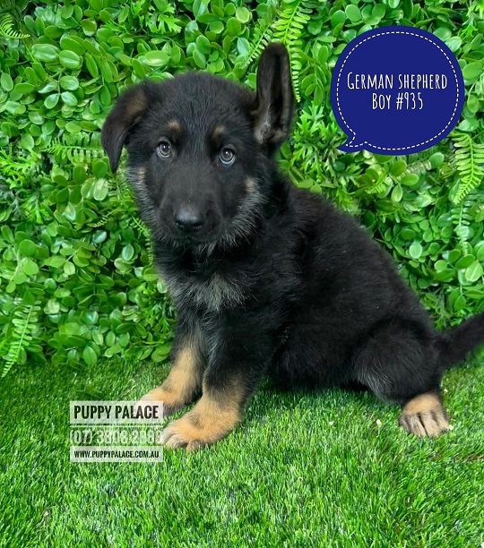 Purebred German Shepherd Puppy – Boy