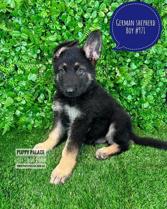 Purebred German Shepherd Puppy – Boy. I HAVE ALSO HAD MY 2nd Vaccination- Value $95