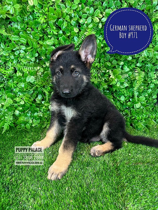 purebred-german-shepherd-puppy-boy-i-have-also-had-my-2nd