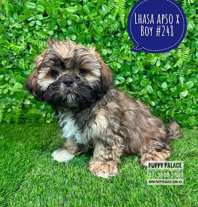 Lhasa Apso X Shih Tzu Puppies – Boy.