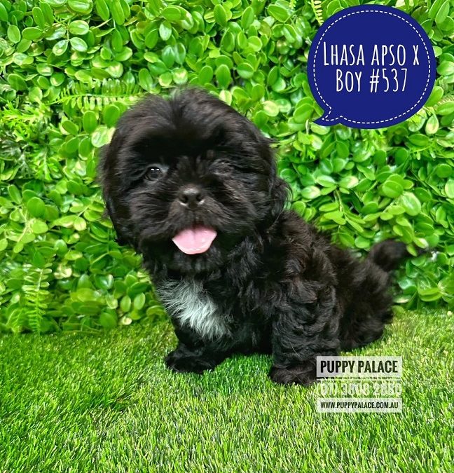 Lhasa Apso X Shih Tzu Puppies – Boy. Price Includes my 2nd Vaccination – Value $95