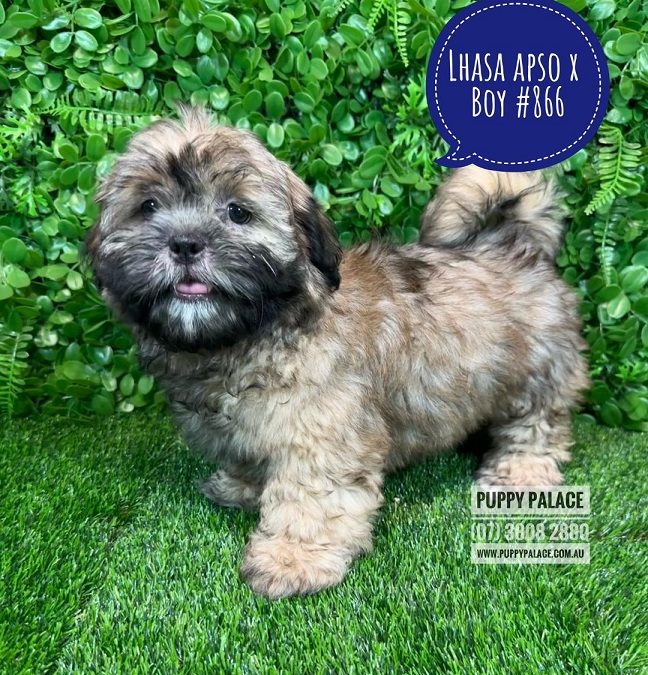 Lhasa Apso X Shih Tzu Puppies – Boy