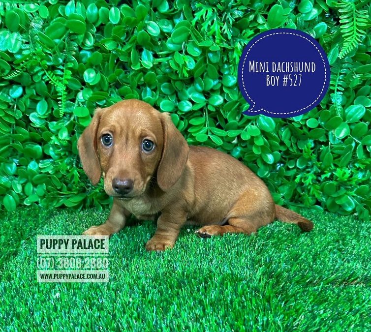 Miniature Dachshund – Red Boy.