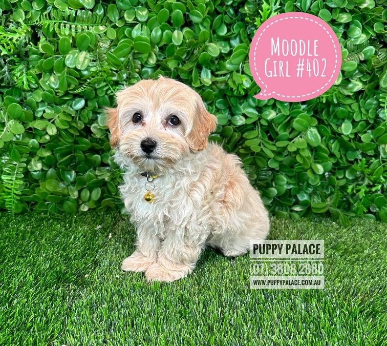 Moodle (Maltese X Toy Poodle) – Girl