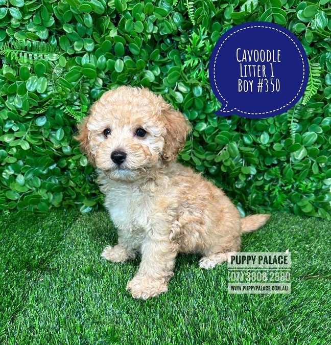 Toy Cavoodle (Toy Poodle X Cavalier King Charles) Puppy – Boy – Litter 1.