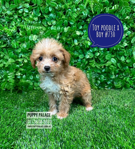 Toy Poodle X Puppies – Boy.