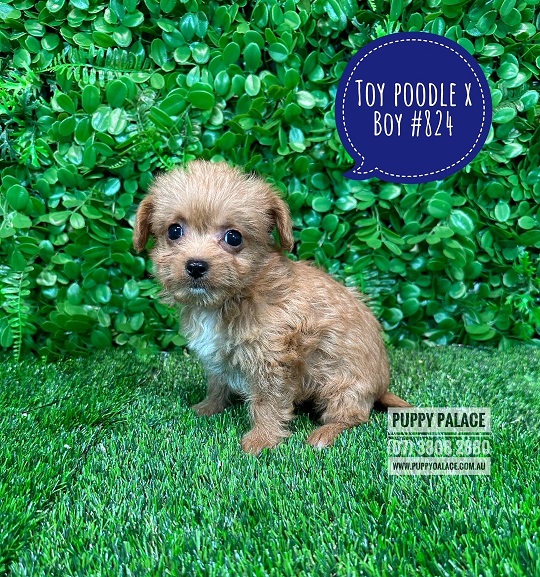 Toy Poodle X Puppies – Boy