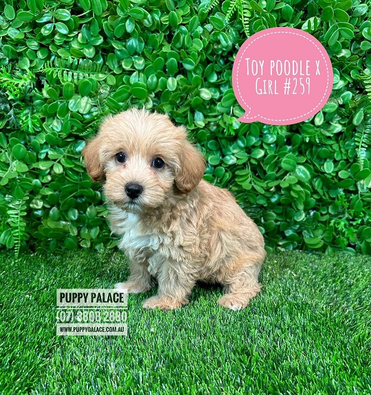 Toy Poodle X  Puppies – Girl.