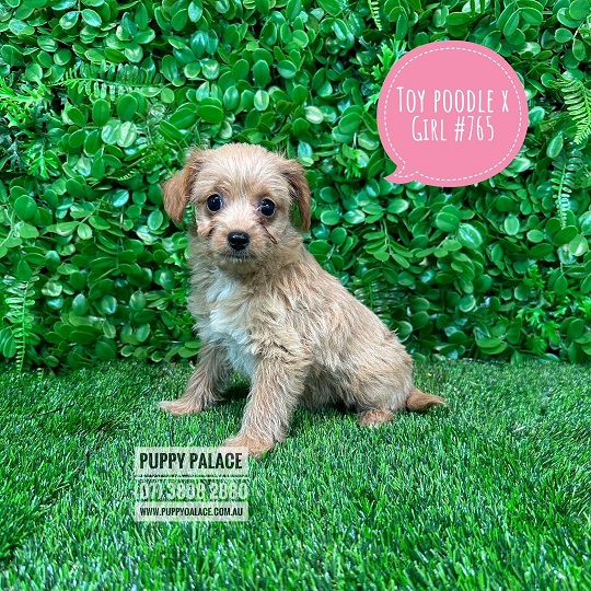 Toy Poodle X Puppies – Girl.