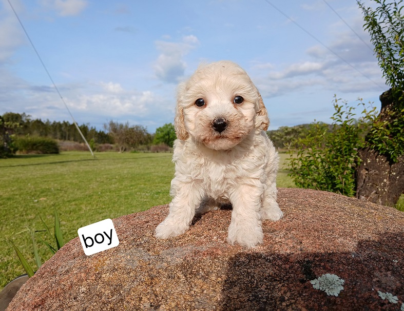 Bichoodle (Bichon X Toy Poodle) – Boy.  I am arriving into store & available to go home on 31 October.