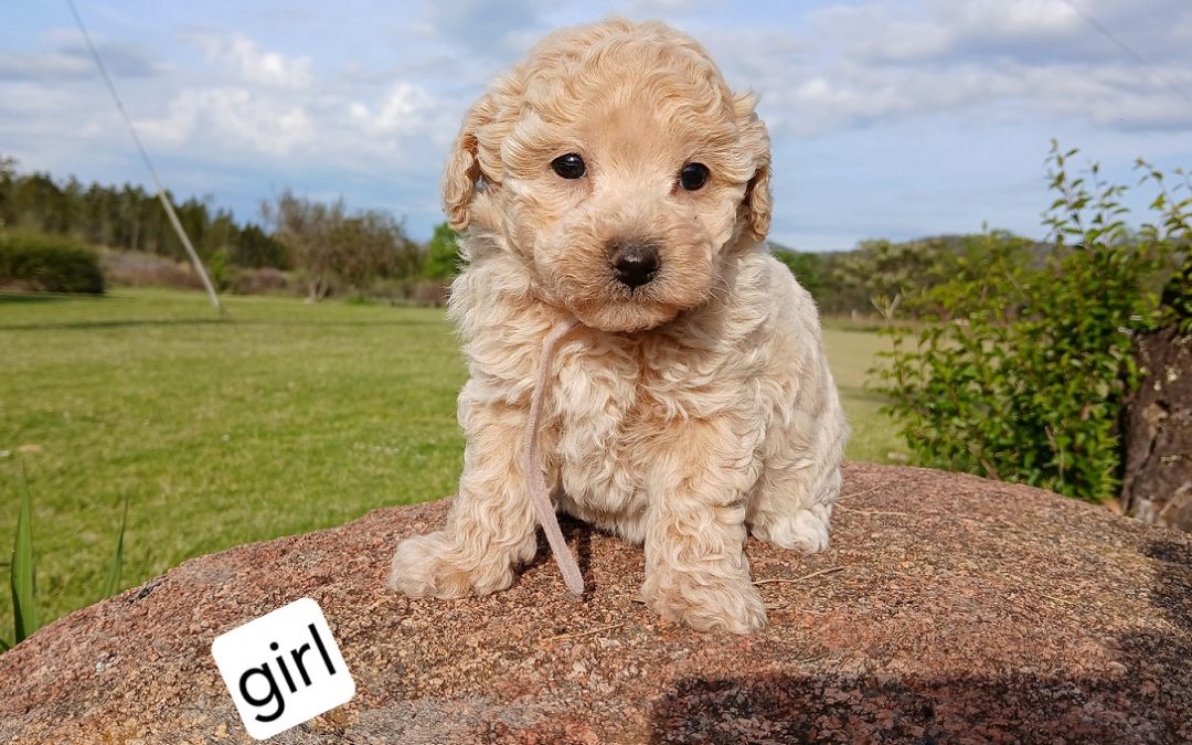 Bichoodle (Bichon X Toy Poodle) – Girl.  I am arriving into store & available to go home on 31 October.