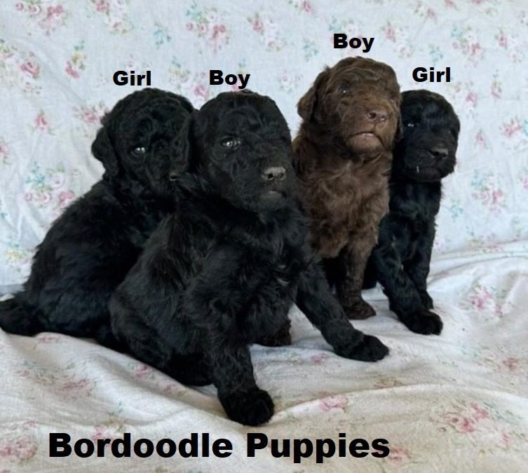 Bordoodle (Border Collie X Poodle) – Girls & Boys.  We are arriving into store & available to go home on 14 November.