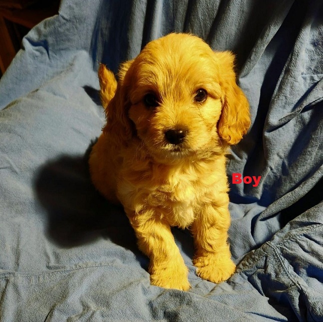 Cavoodle (Cavalier X Toy Poodle) – Boy.  I am arriving into store & Available to go home on 31 October.