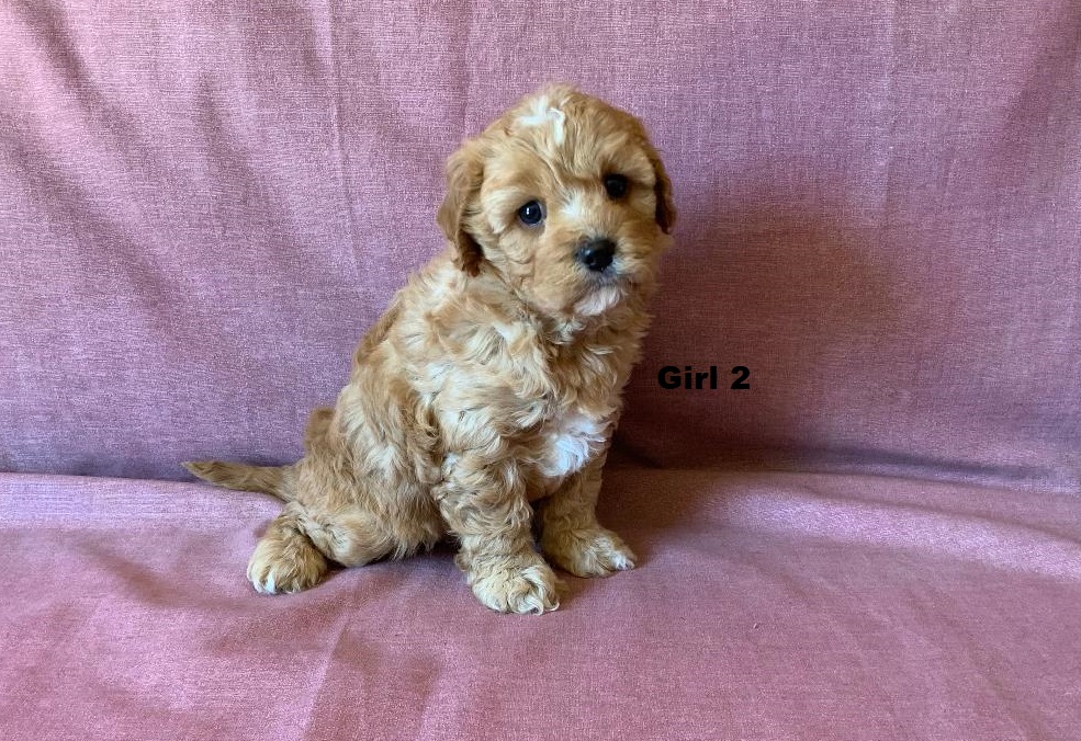 Toy Cavoodle / Cavapoo (Cavalier X Toy Poodle) – Girl.  I am arriving into store & available to go home on 17 October.