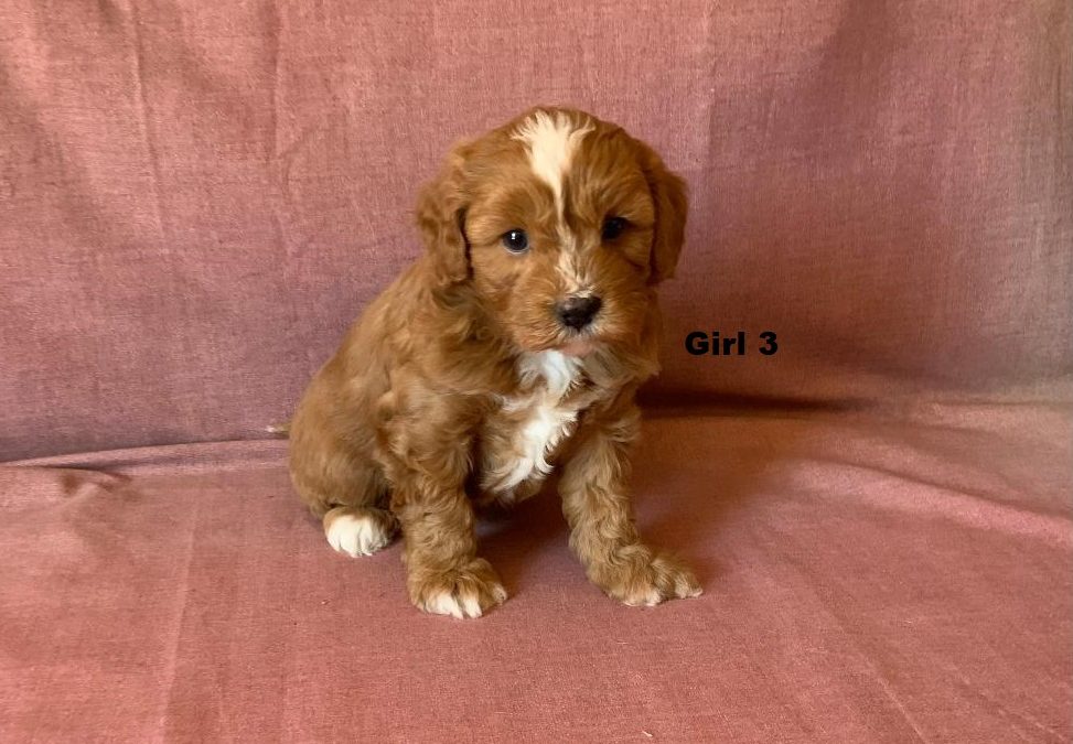 Toy Cavoodle / Cavapoo (Cavalier X Toy Poodle) – Girl.  I am arriving into store & available to go home on 17 October.