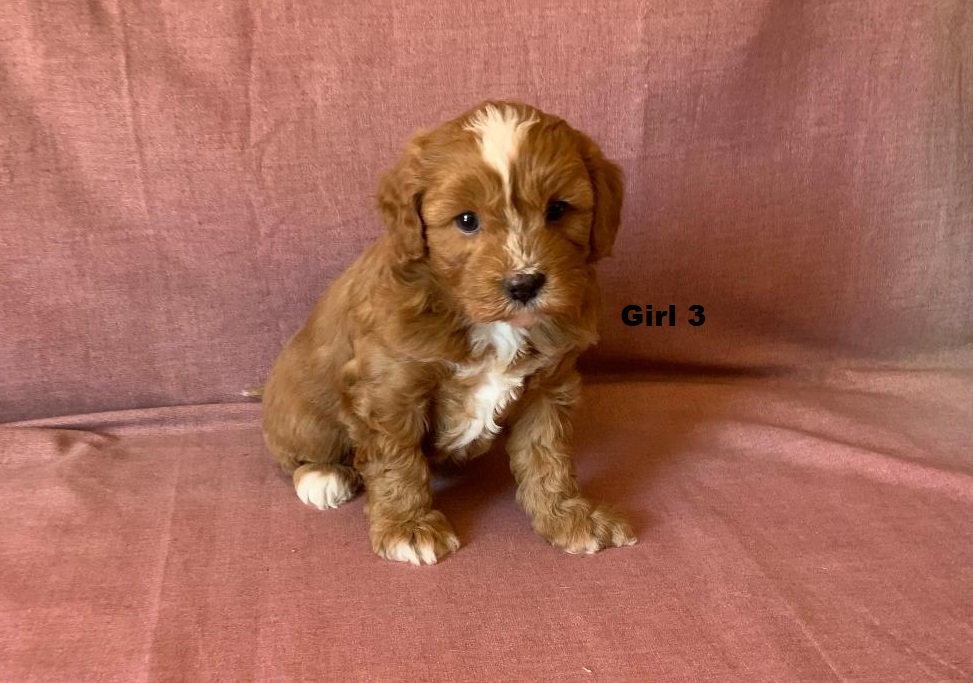 Toy Cavoodle / Cavapoo (Cavoodle X Toy Poodle) Girl. I am arriving