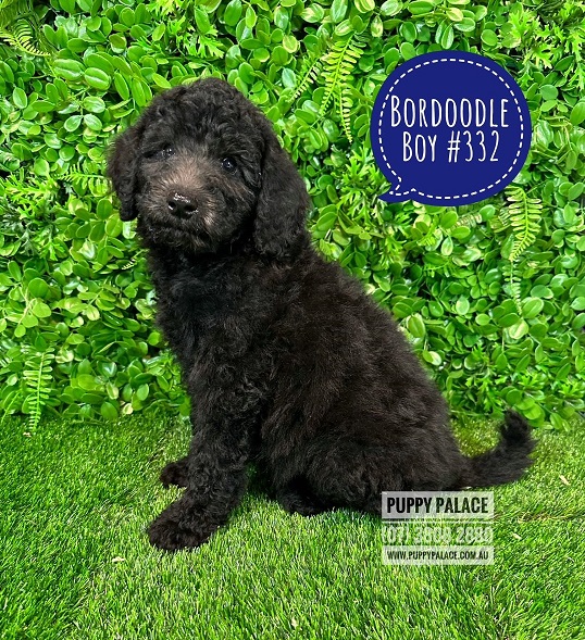 Bordoodle (Border Collie X Chocolate Poodle) – Boy.