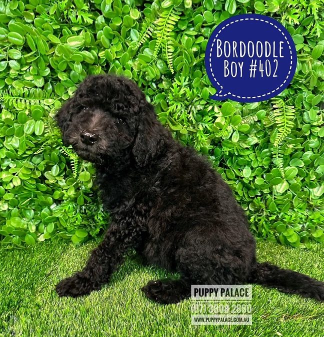 Bordoodle (Border Collie X Chocolate Poodle) – Boy