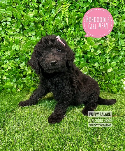 Bordoodle (Border Collie X Chocolate Poodle) – Girl