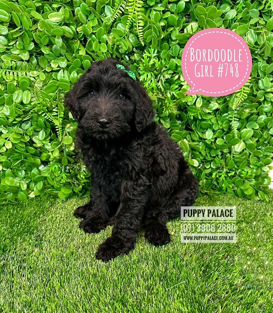 Bordoodle (Border Collie X Chocolate Poodle) – Girl.