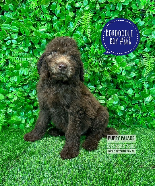 Bordoodle (Border Collie X Chocolate Poodle) – Chocolate Boy. I AM NOW SOLD. MORE CHOCOLATE PUPS COMING SOON.