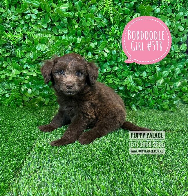 $1495 – Bordoodle (Border Collie X Std/Mini Poodle) – Chocolate Girl