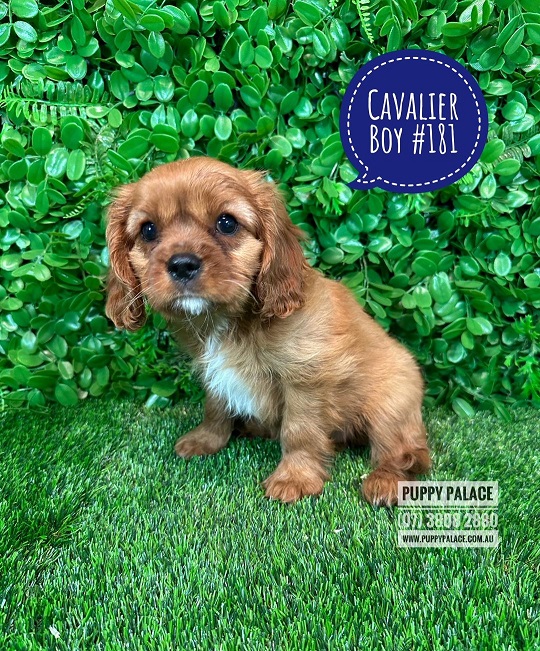 Cavalier King Charles Spaniel Puppy – Ruby Boy.