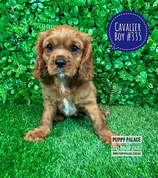 Cavalier King Charles Spaniel Puppy – Ruby Boy.