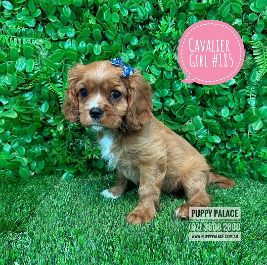 Cavalier King Charles Spaniel Puppy – Ruby Girl.