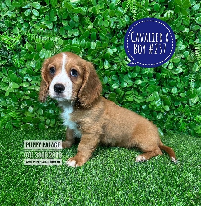 Dashalier (Cavalier King Charles X Mini Dachshund) – Boy.