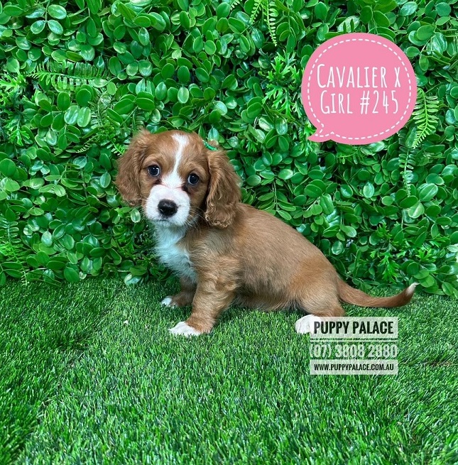 Dashalier (Cavalier King Charles X Mini Dachshund) – Girl.