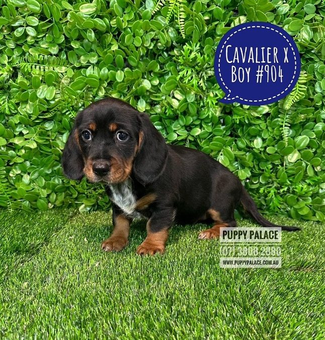 Dashalier (Cavalier King Charles X Mini Dachshund) – Boy.