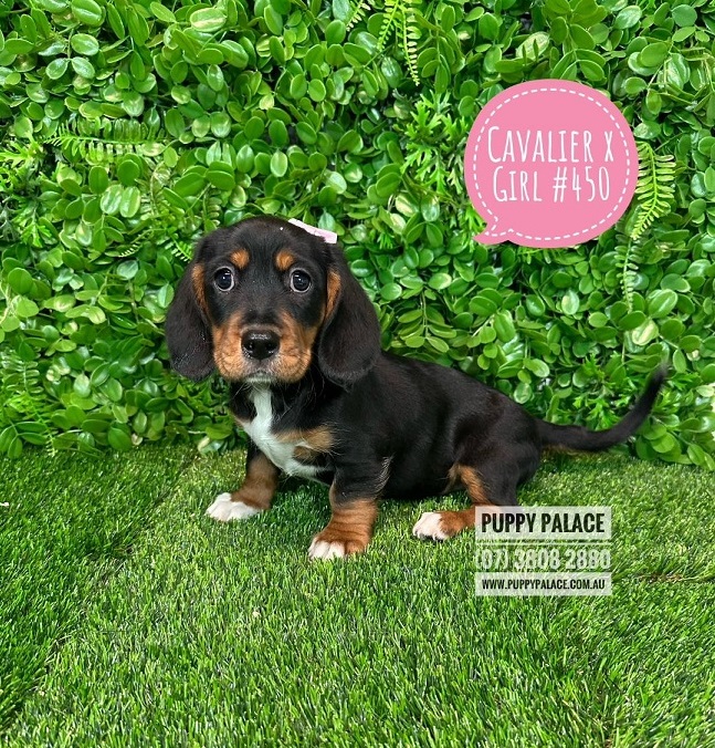 Dashalier (Cavalier King Charles X Mini Dachshund) – Girl.