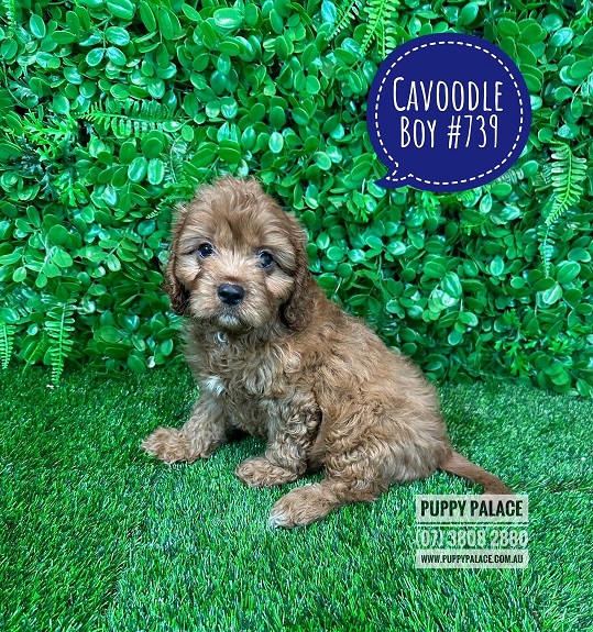 Cavoodle Puppy – Ruby Boy.