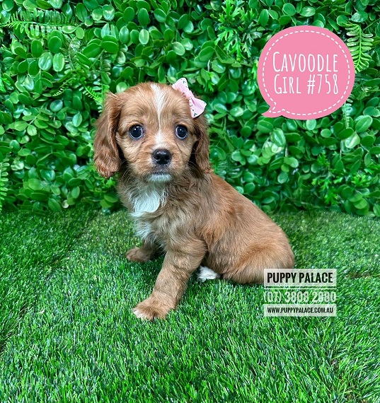 Cavoodle Puppy – Girl.