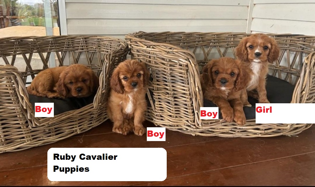 Cavalier King Charles Spaniels – I am arriving into store & Available to go home on 20 November