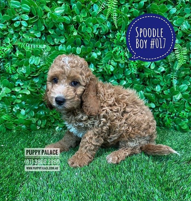 Spoodle / Cockerpoo (Cocker Spaniel X Poodle – 3rd Gen) – Boy.