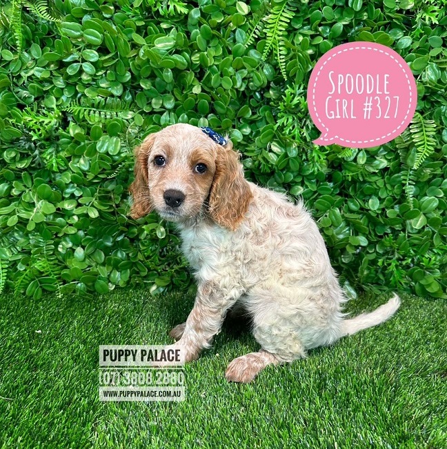 Spoodle / Cockerpoo (Cocker Spaniel X Poodle – 3rd Gen) – Girl.