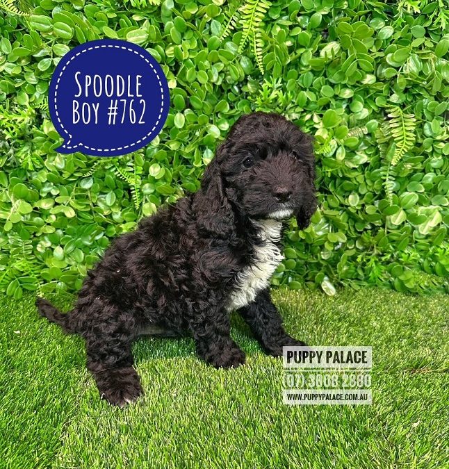 Spoodle / Cockerpoo (Cocker Spaniel X Poodle – 3rd Gen) – Boy.