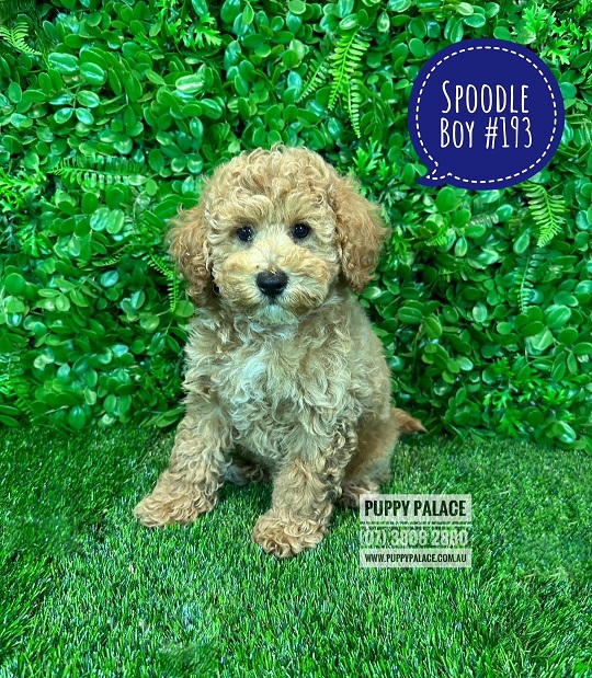 Spoodle / Cockerpoo puppies – Boy