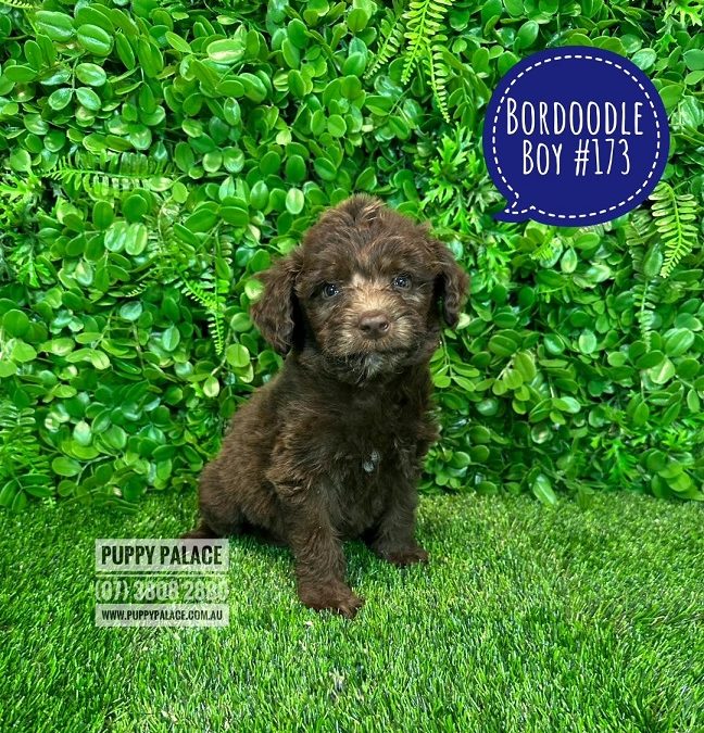 Bordoodle (Border Collie X Std/Mini Poodle)  – Chocolate Boy.